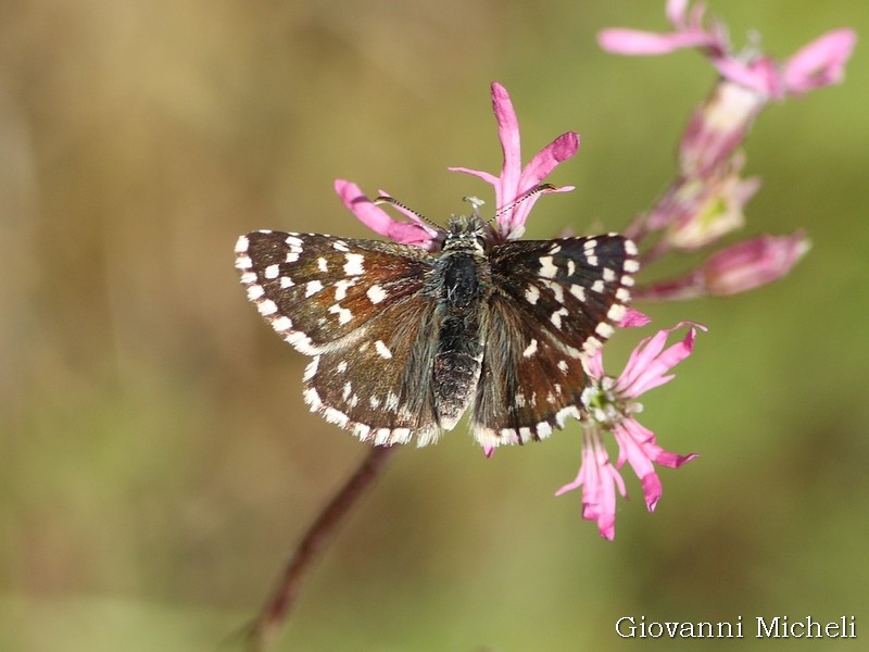 Tutti Pyrgus malvoides? No, anche P. armoricanus - Hesperiidae